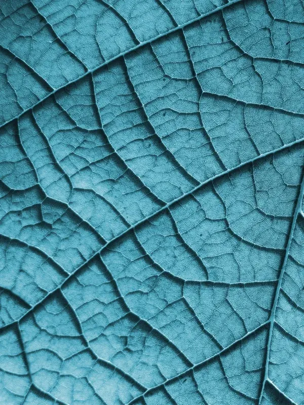KIT 2 QUADROS DECORATIVOS - COLOR LEAF